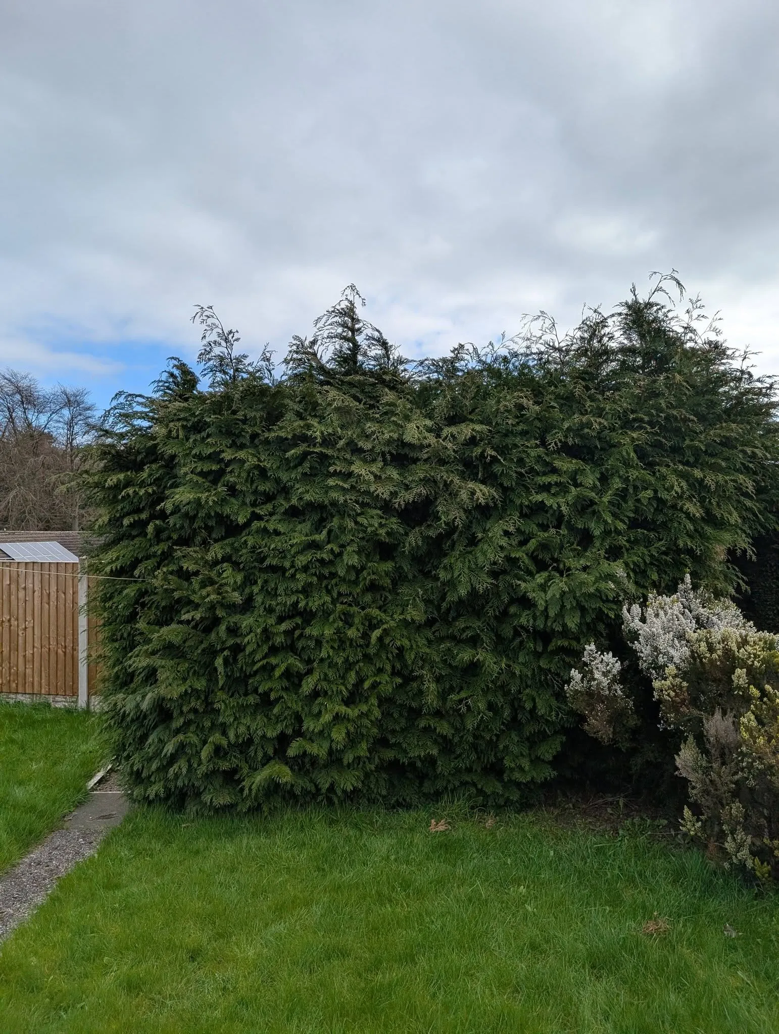 Hedge Cutting Stourbridge Before
