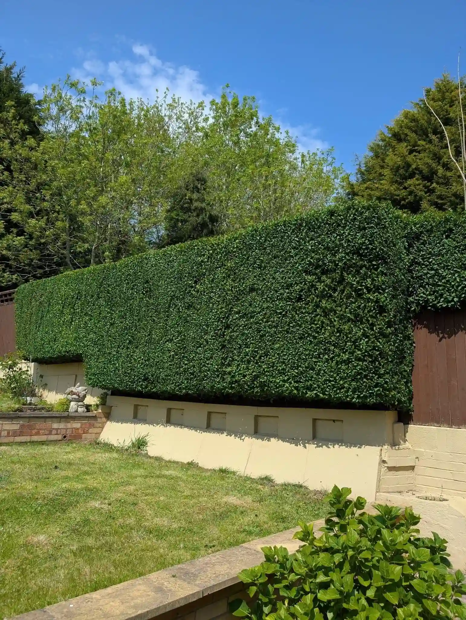 Hedge Trimming