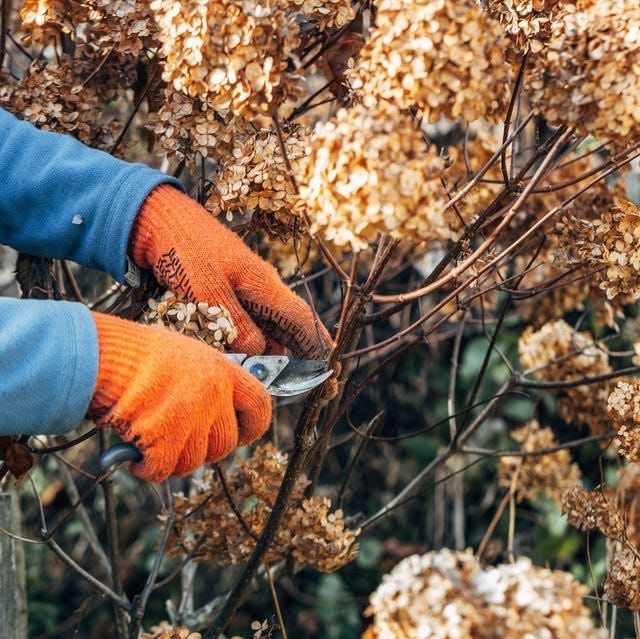 Pruning